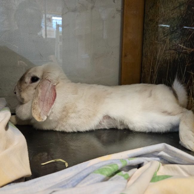 Vrille - Rongeur Lapin à adopter