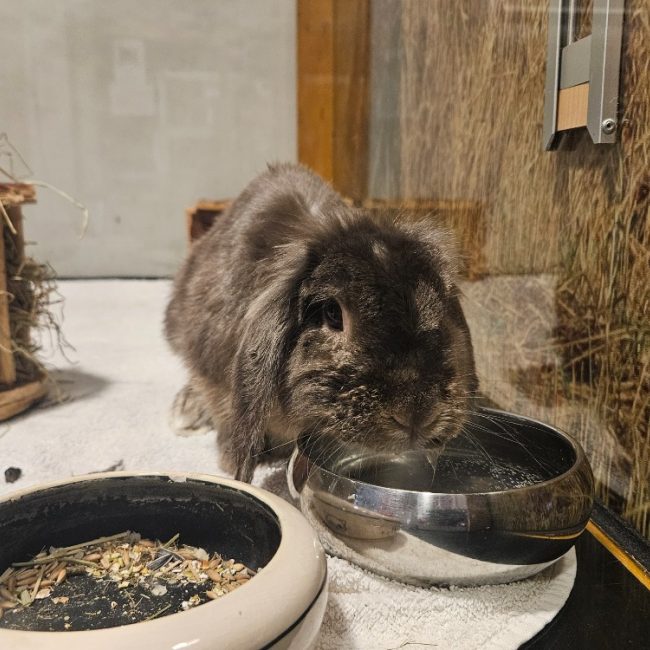 April - Rongeur Lapin à adopter