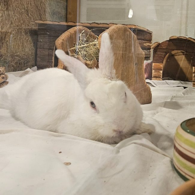 Dragibus - Rongeur Lapin à adopter