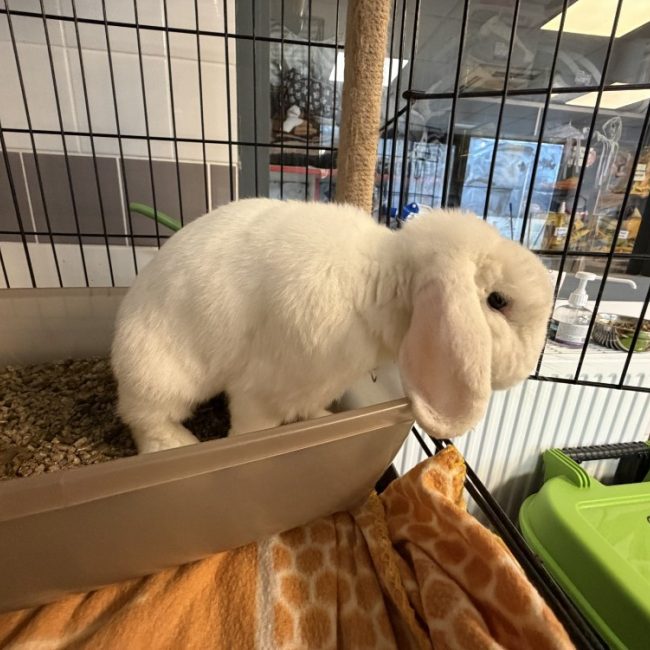 Ponpon - Rongeur Lapin à adopter