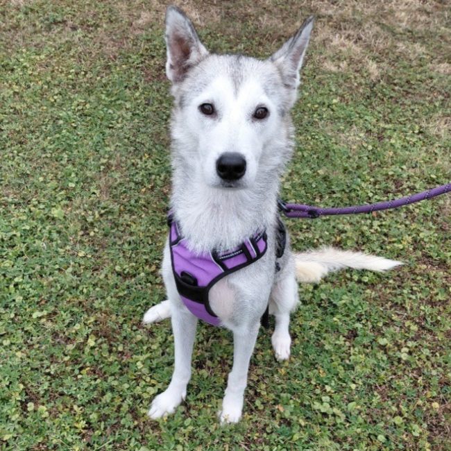 Urka - Chien Husky Sibérien à adopter