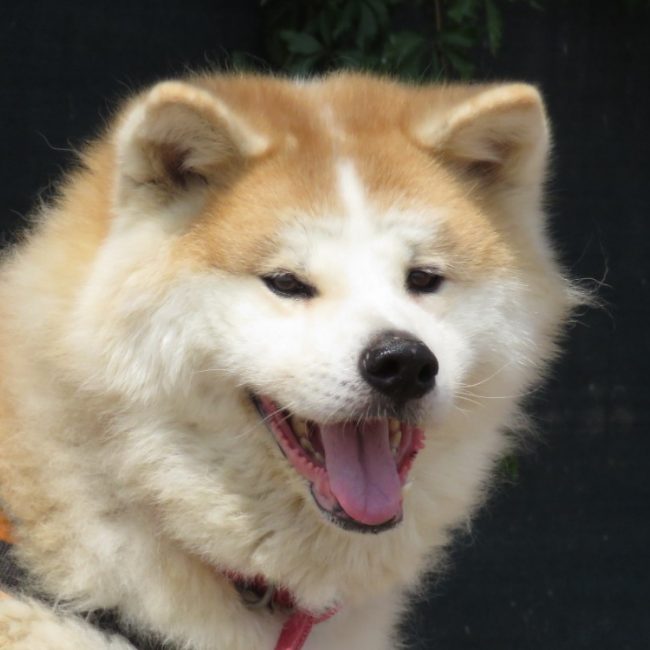 Prada - Chien Akita Inu à adopter