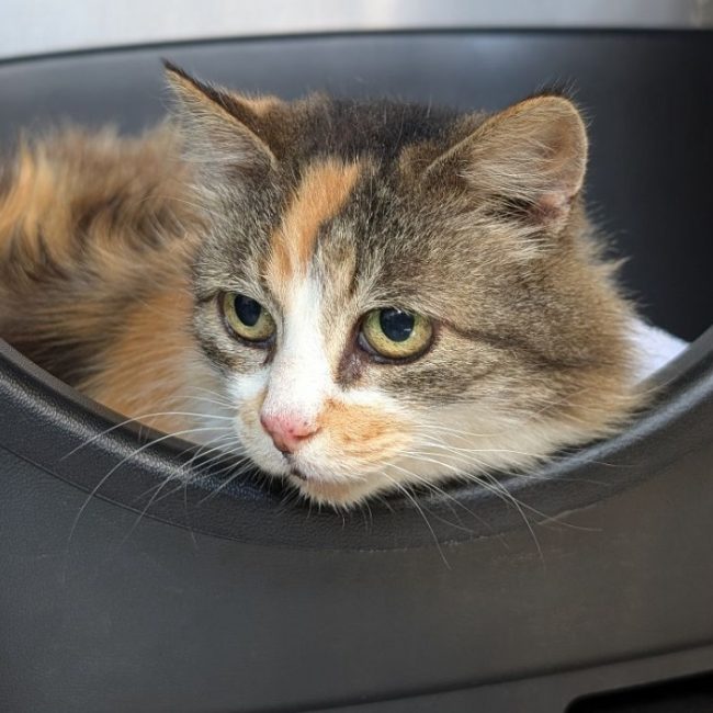 Milly - Chat Européen à adopter