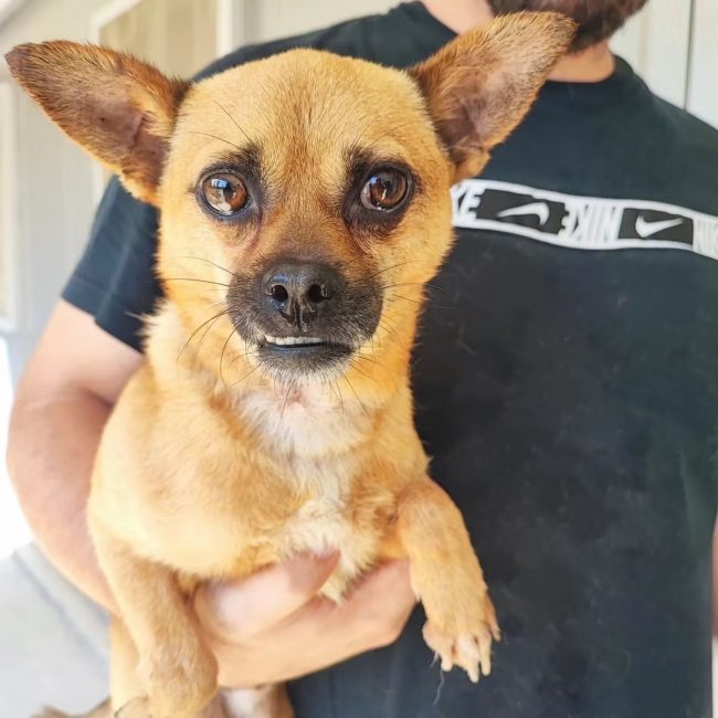 Lucas - Chien Croisé à adopter
