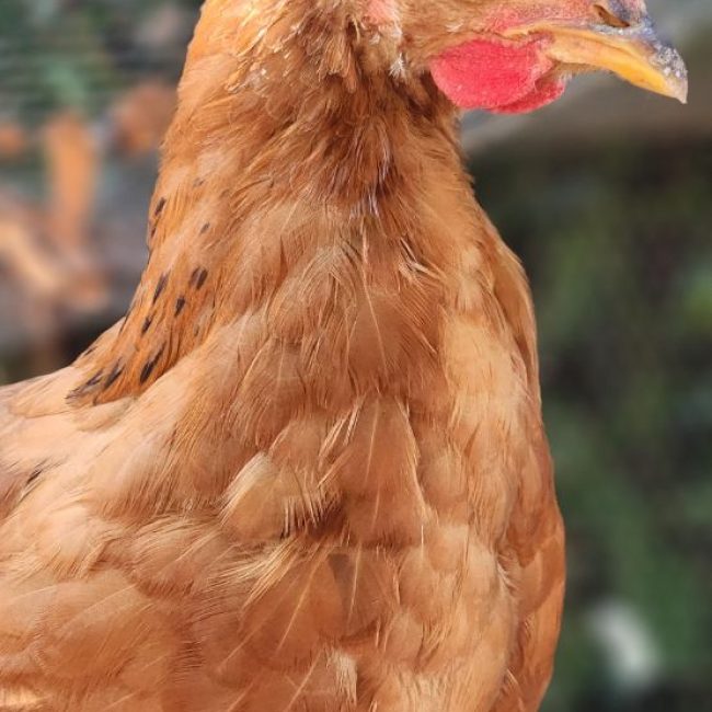 Petit coq , petit poulet - Animal de ferme Coq à adopter