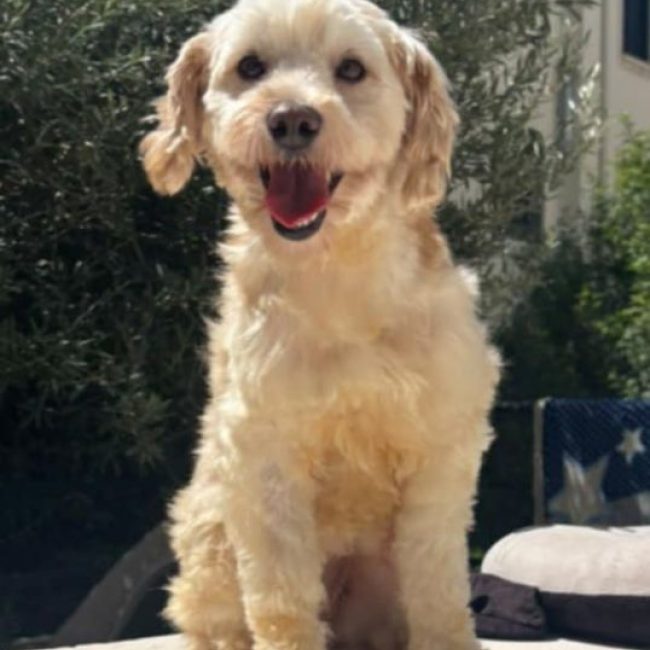 PIKA - Chien Bichon à poil frisé x Caniche à adopter