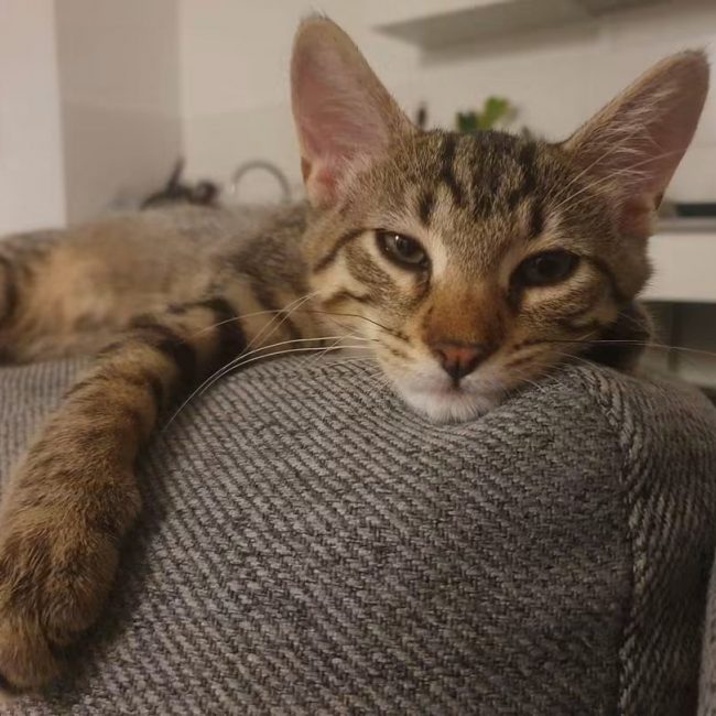 Brad - Chat à adopter