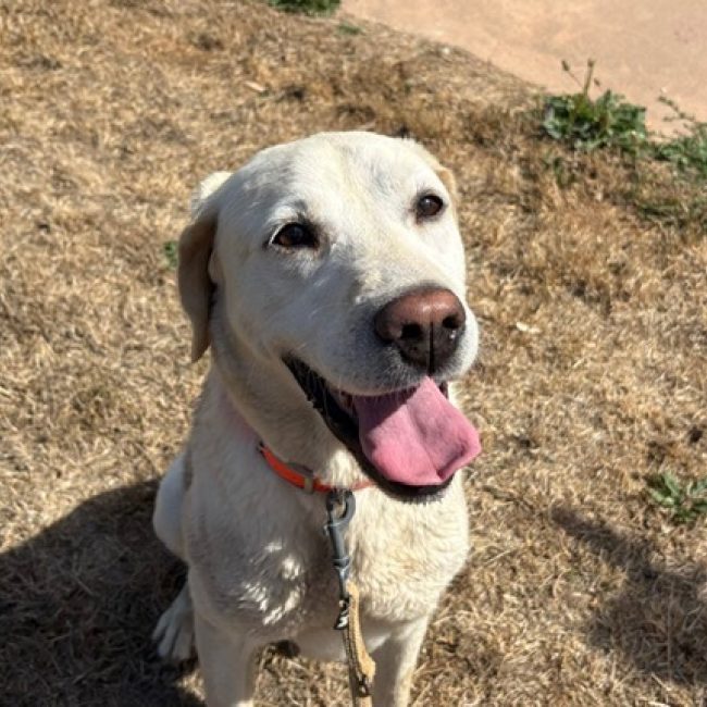 Ramses - Chien à adopter
