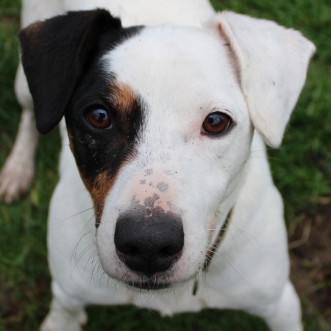 Patch - Chien à adopter