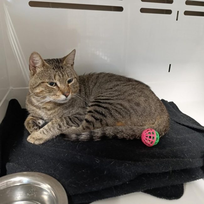 Roosevelt - Chat Européen à adopter