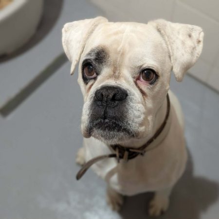 Orfay - Chien Boxer à adopter