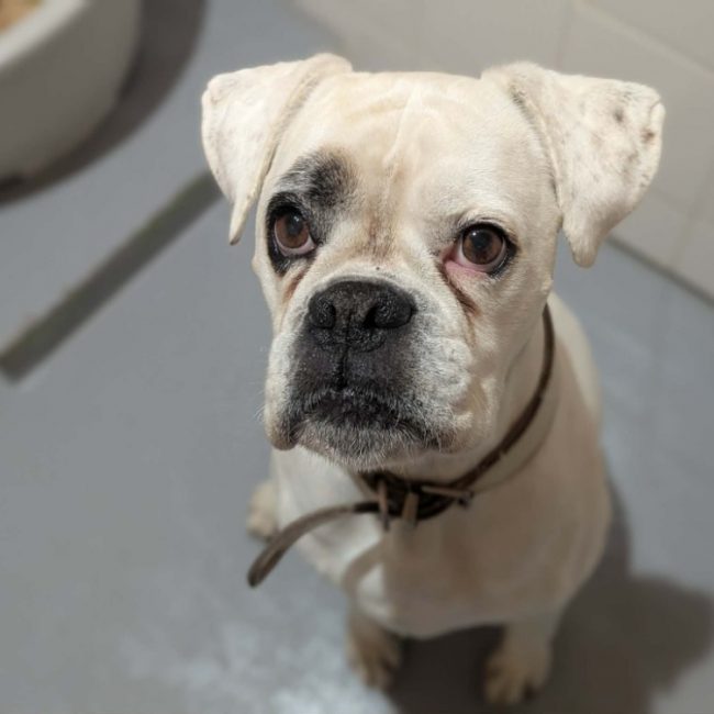 Orfay - Chien Boxer à adopter