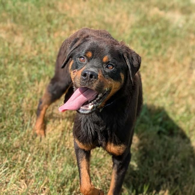 Tyson ii
