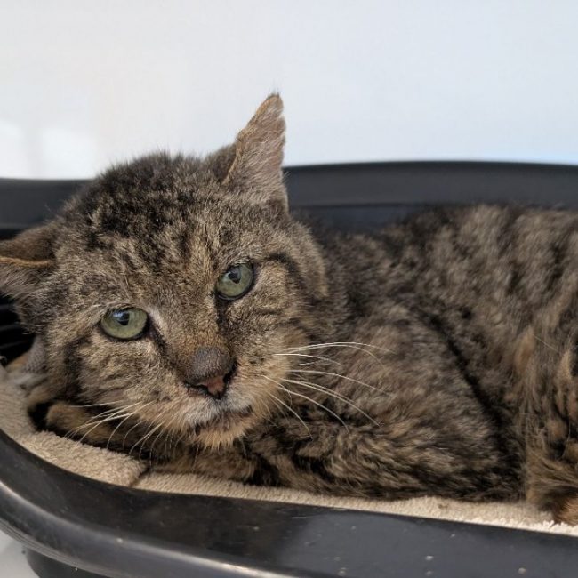 Coquelicot - Chat Européen à adopter