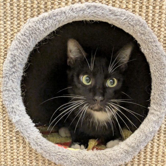 Felix - Chat à adopter