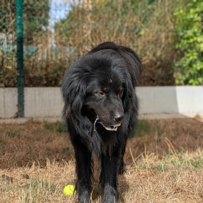 Titan - Chien Terre Neuve à adopter