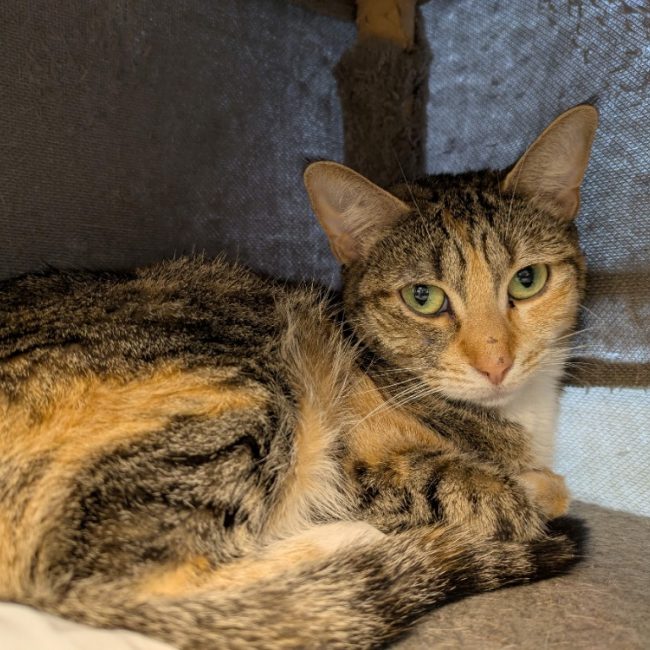 Anita - Chat à adopter