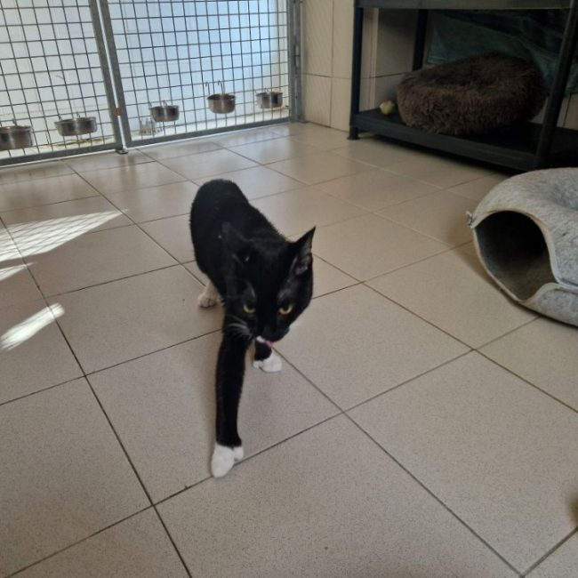 Boreal - Chat Européen à adopter
