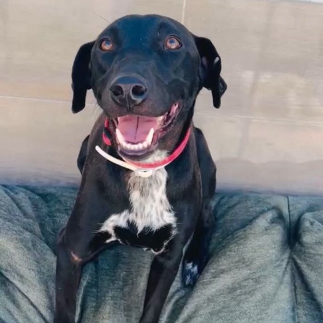 LISA - Chien à adopter