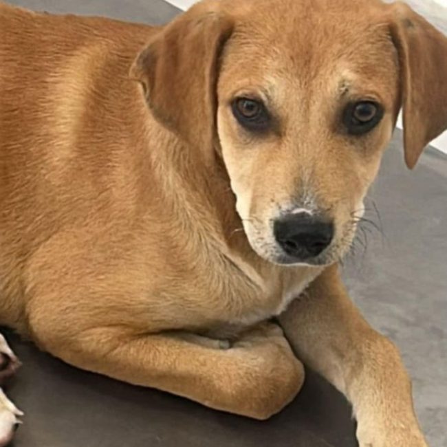 Dédé - Chien à adopter
