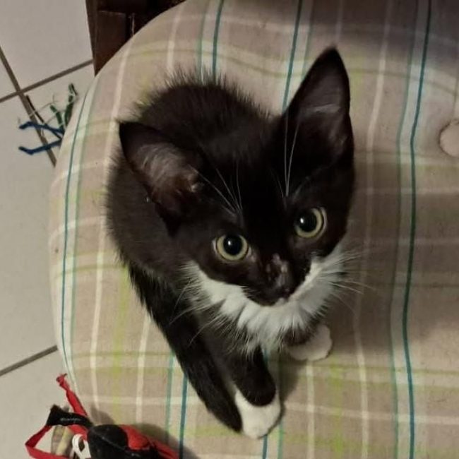 Feline - Chat Européen à adopter