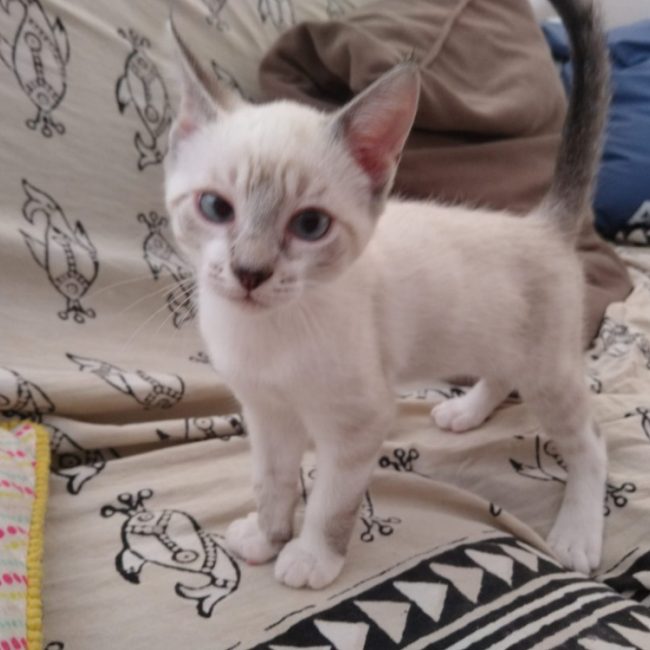 Kitty - Chat Européen à adopter