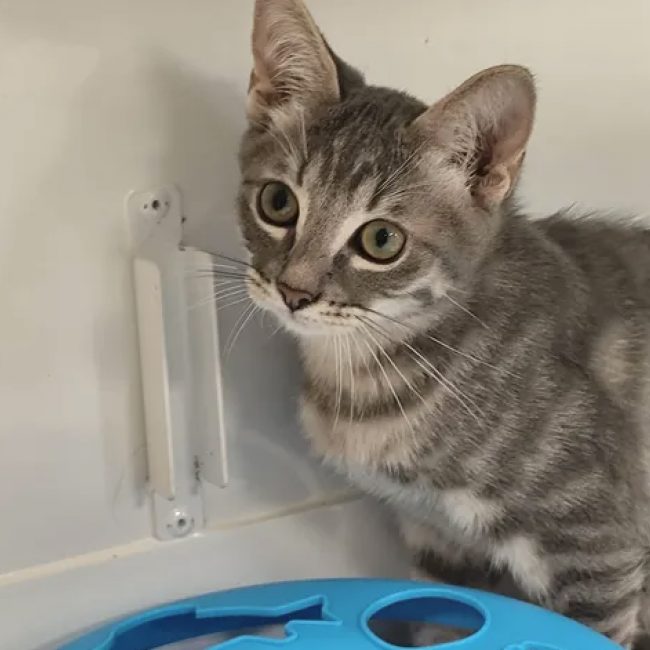 Gabin - Chat Européen à adopter