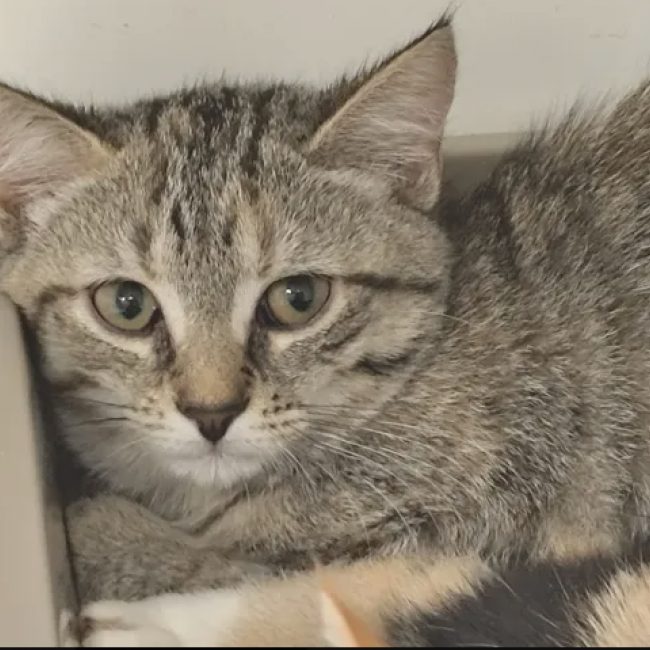 Philis - Chat Européen à adopter