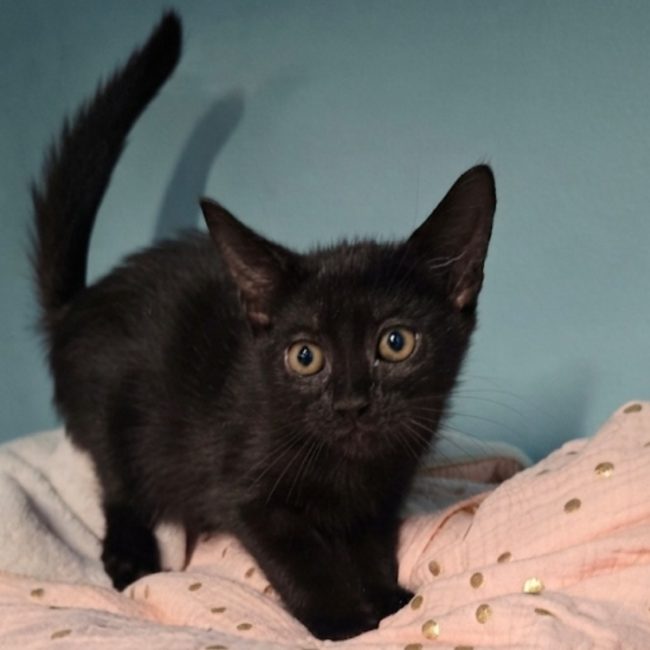 Ebene - Chat à adopter