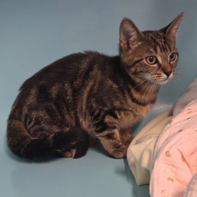 Chounette - Chat Européen à adopter