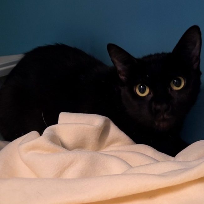 Stella - Chat Européen à adopter