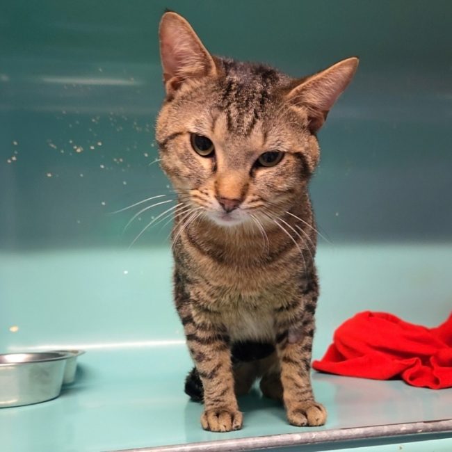 Spartacus - Chat Européen à adopter