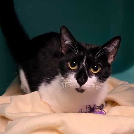 Pandette - Chat Européen à adopter