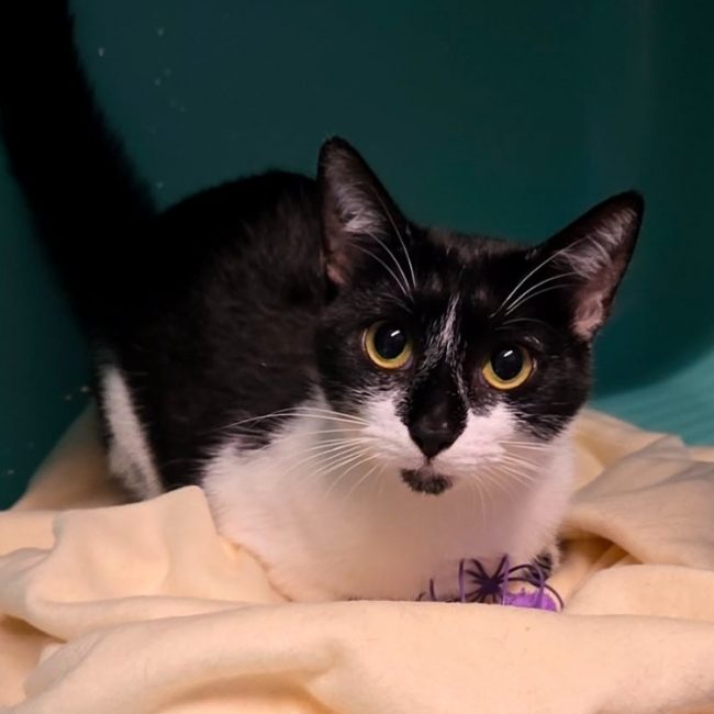 Pandette - Chat Européen à adopter