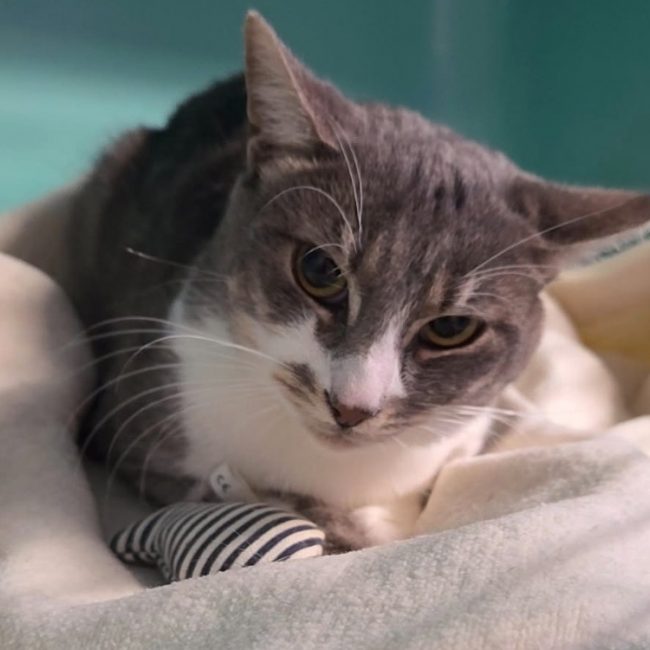 Grisouille - Chat Européen à adopter
