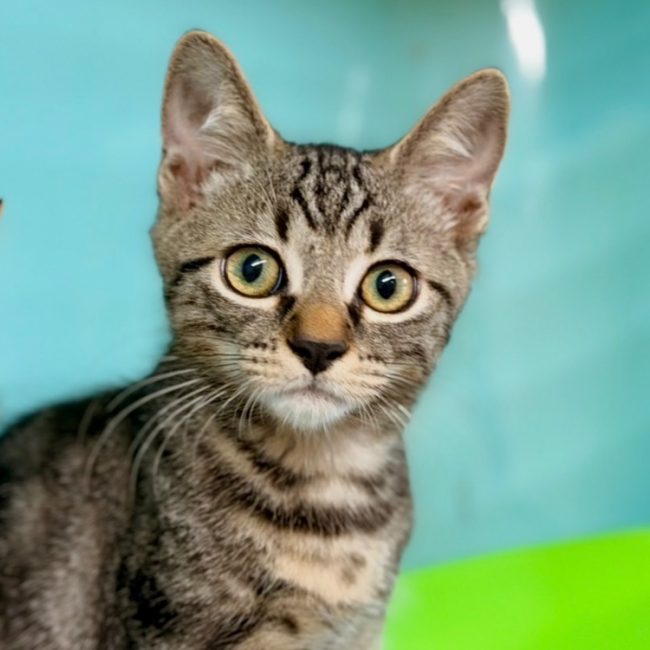 Ori - Chat Européen à adopter