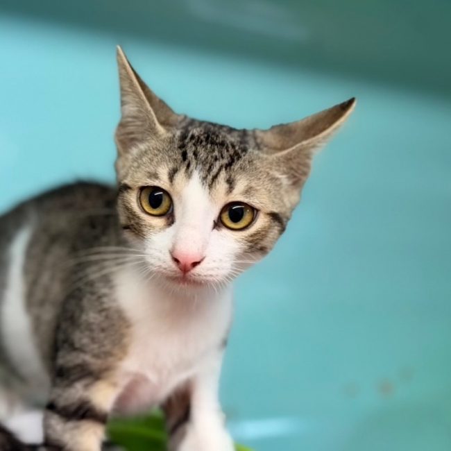 Blue - Chat Européen à adopter