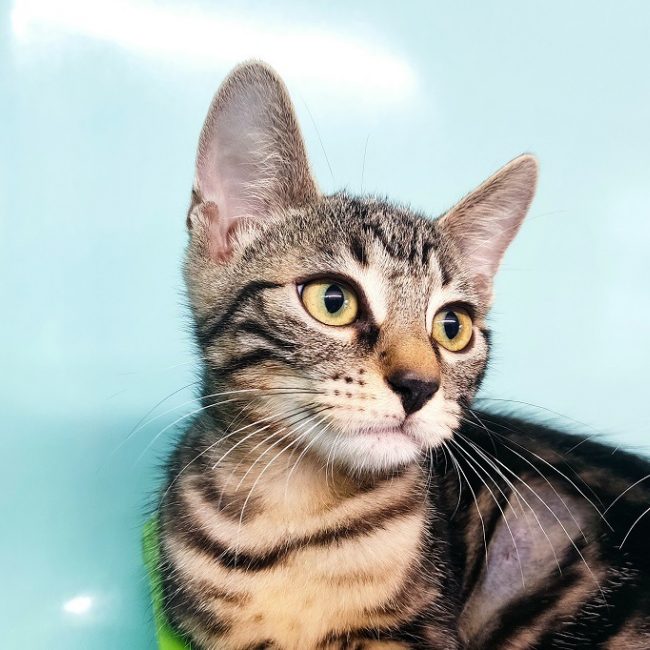 Maya - Chat Européen à adopter