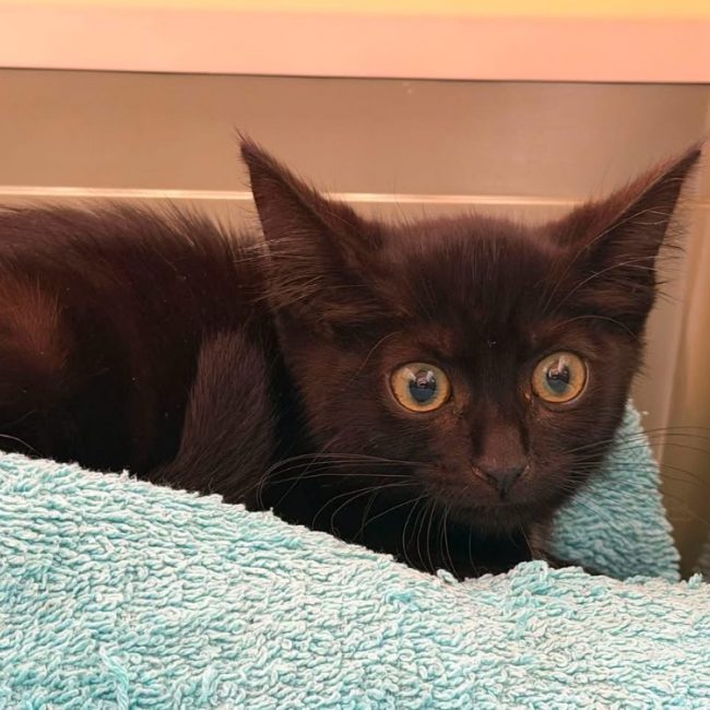 Pantoufle - Chat Européen à adopter