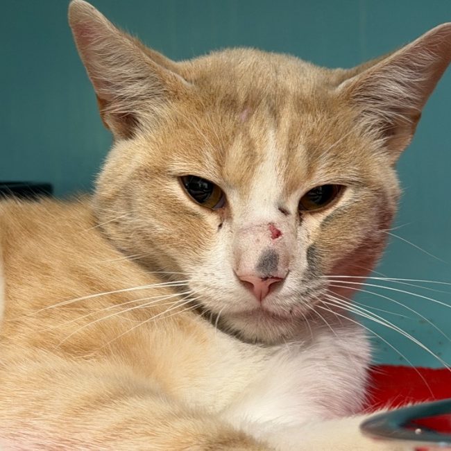 Patachon - Chat Européen à adopter