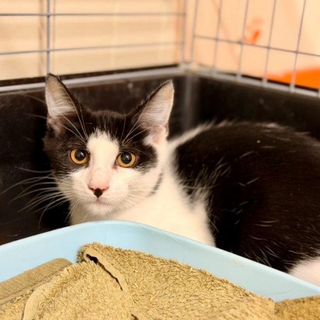 Burata - Chat Européen à adopter