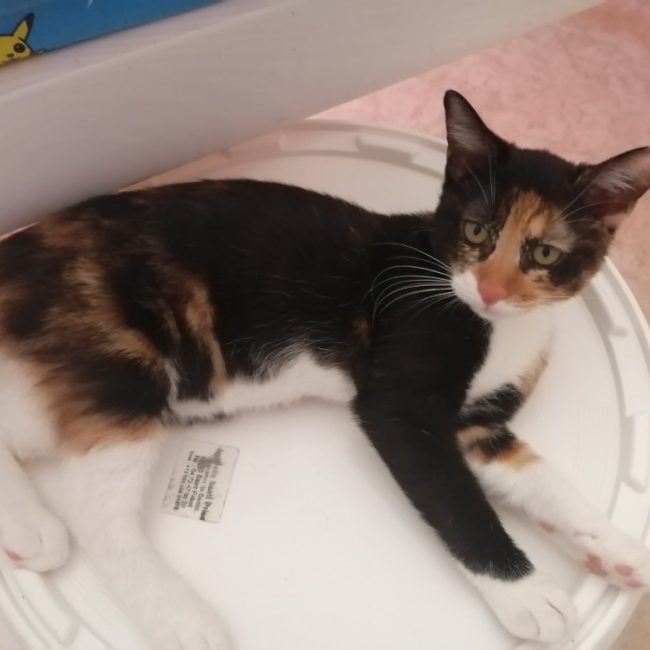 Aneth - Chat Européen à adopter