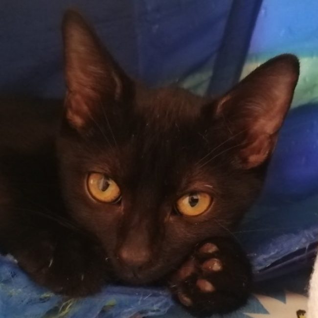 Sauge - Chat Européen à adopter