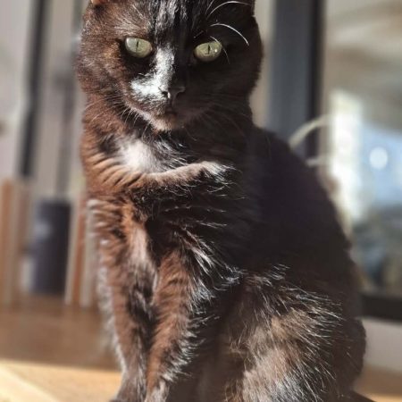 Luna - Chat Européen à adopter