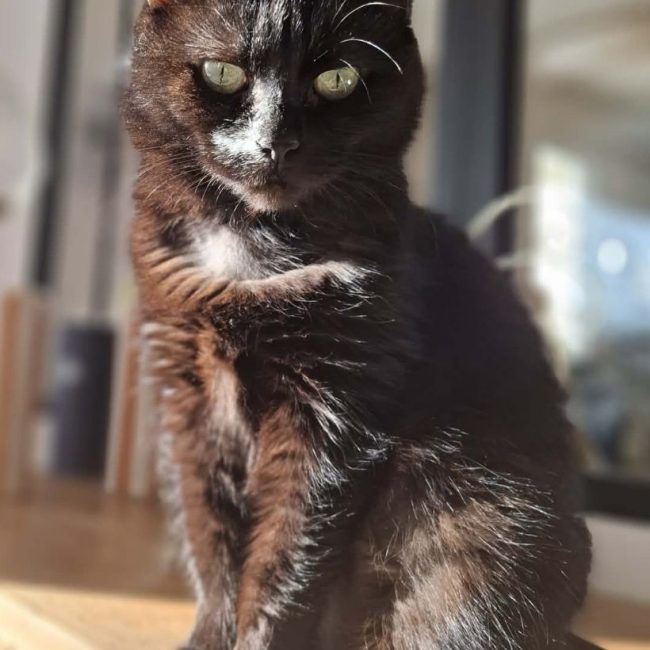 Luna - Chat Européen à adopter