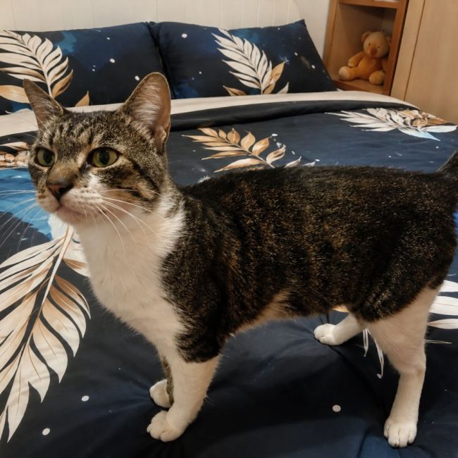 Charlie - Chat à adopter