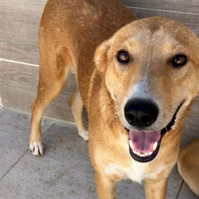 TEDDY - Chien à adopter