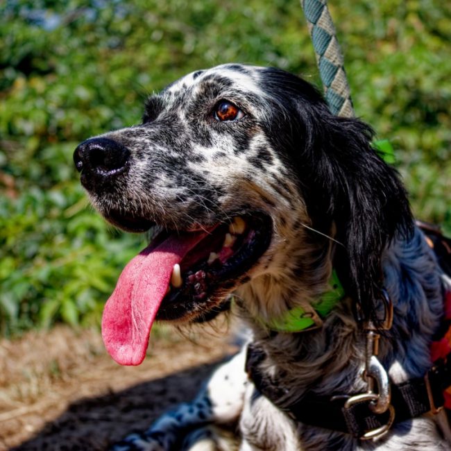 Neige - Chien Setter Anglais à adopter