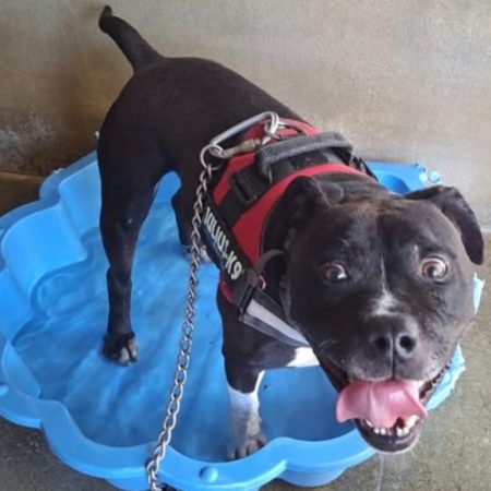 Palerm - Chien American Bully à adopter