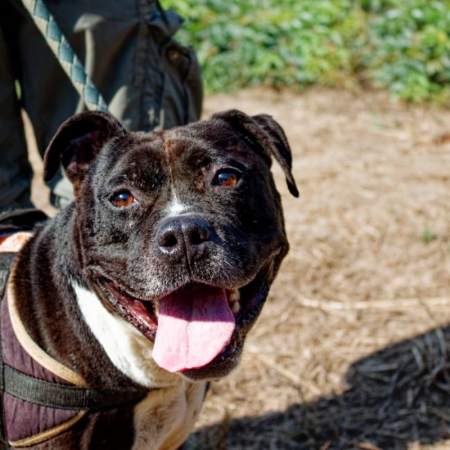 Palerm - Chien American Bully à adopter